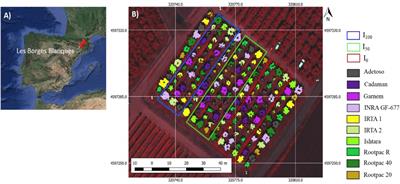 Remote Sensing Energy Balance Model for the Assessment of Crop Evapotranspiration and Water Status in an Almond Rootstock Collection